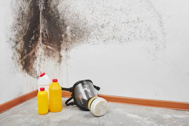 Best Mold Damage Repair  in Soh Salt Lake, UT