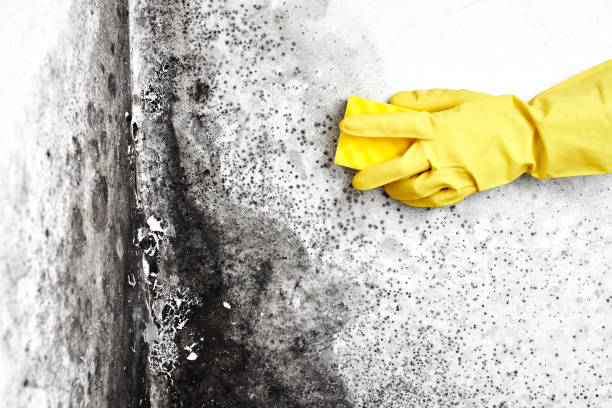 Best Attic Mold Removal  in Soh Salt Lake, UT