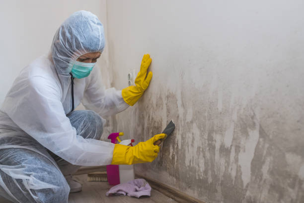Mold Removal Process in South Salt Lake, UT